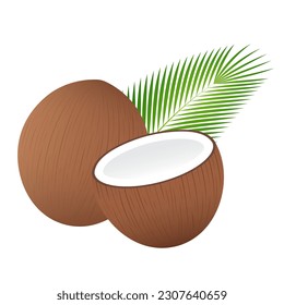 Coconut. Vector Illustration Isolated on White Background. 