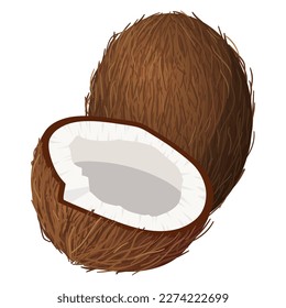 Coconut. Vector illustration on a white background.