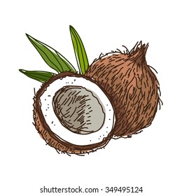 Coconut. Vector illustration on a white background, painted by hand.