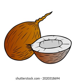 coconut vector illustration,isolated on white background,top view