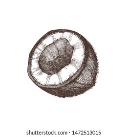 Coconut vector illustrations. Hand drawn exotic food. Edible nuts sketch. Organic vegetarian product. Perfect for recipe, menu, label, icon, packaging, Tropical fruit sketch. 