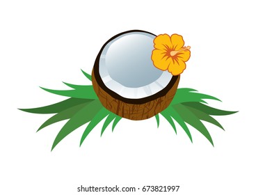 Coconut vector images. Coconut icon isolated on white background