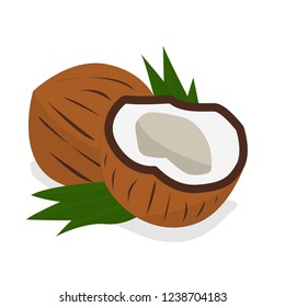 Coconut vector isolated on white background.