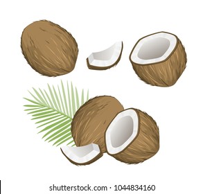 Coconut. Vector set  in cartoon style. Isolated  fruits