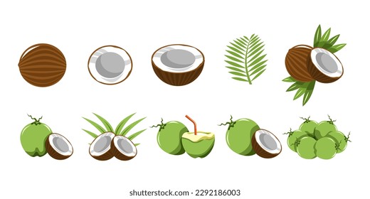 Coconut vector set collection graphic clipart design