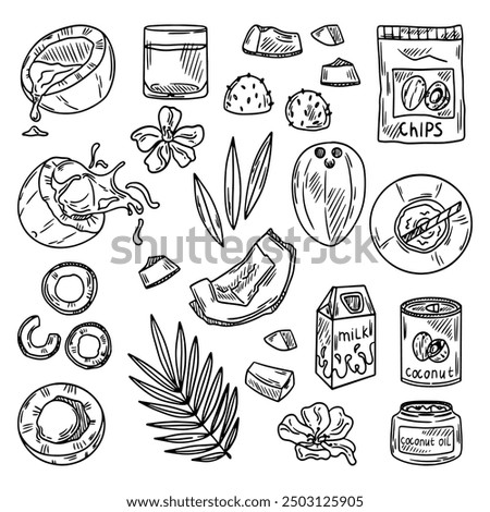 Coconut vector set. Coconut shavings, shavings, candy, milk. Sketch whole tropical fruit, cut into slices, cubes. Palm leaves and flowers. Vector illustration