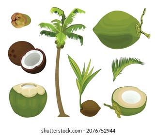 Coconut Vector Tropical Fruit Vector Set Illustration