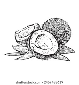 Coconut Vintage Botanical Vector Illustration, Black and white, Hand drawn, Retro, Transparent background