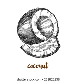 Coconut Vintage, Nut Vector