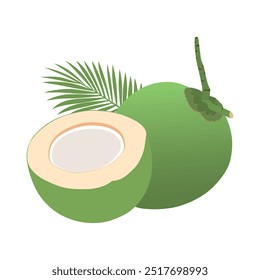 Coconut Water Drink. Green coconut vector illustration.