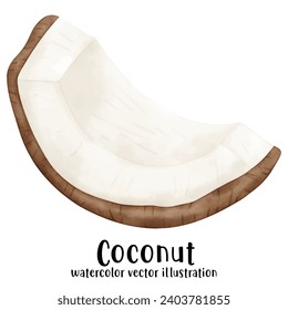 Coconut, watercolor, fruit, coconut watercolor, vector, illustration, tropical