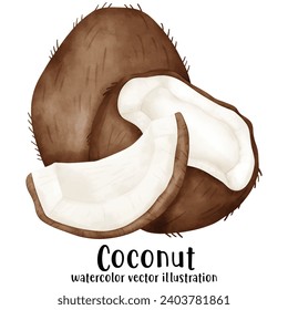 Coconut, watercolor, fruit, coconut watercolor, vector, illustration, tropical