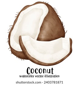 Coconut, watercolor, fruit, coconut watercolor, vector, illustration, tropical