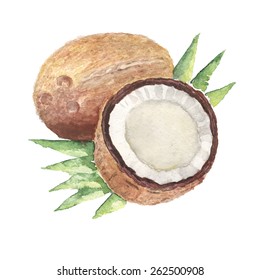 the coconut watercolor vegetable vitamin isolated on the white background