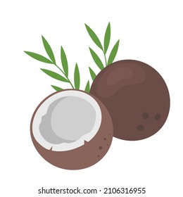 Coconut whole fruit and half sliced for package design. Ripe coconut fruit icon isolated on white background. Organic food, healthy nutrition, vegetarian product. Vector illustration.