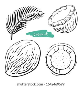 Coconut. Whole, half, leaf. Black line sketch collection of tropical fruits isolated on white background. Doodle hand drawn fruit icons. Vector illustration