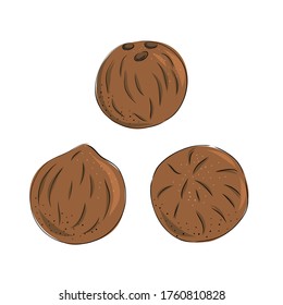 Coconut - whole nut coco pulp. Half tropical fruit. Vector illustration in hand drawn style.