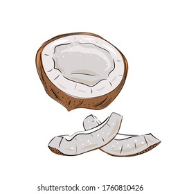 Coconut - whole nut coco segment and coconut pulp. Half tropical fruit. Vector illustration in hand drawn style.