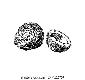 Coconut whole and split in half hand-drawn logo. Tropical nut icon for Packaging and labels of candy, desserts, cosmetic. Sweet fragrant palm fruit. Vitamin Organic Vegetarian Food, Isolated vector