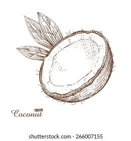 Coconut. Woodcut style. Vector illustration.