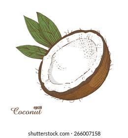 Coconut. Woodcut style. Vector illustration.