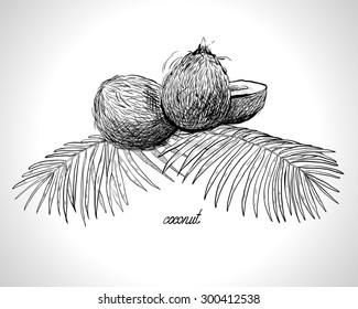 Coconuts and coconut palm leaves, monochrome, Line Art