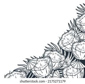 Coconuts corners. Summer tropical fruits outline design element