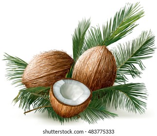 coconuts and half nuts on a palm leaves. Vector illustration