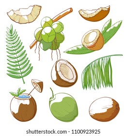 Coconuts hand drawn set. Large oval brown seed of a tropical palm, hard woody husk, white flesh with fresh clear liquid. Vector hand draw illustration coconuts isolated on white background.