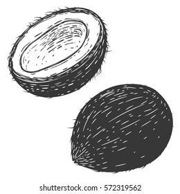 coconuts illustrations isolated on white background. Design elements for logo, label, badge, sign. Vector illustration