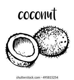 Coconuts isolated on white background, vector illustration