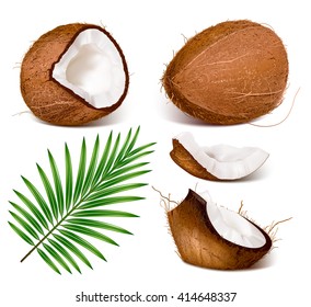 Coconuts with leaves. Fully editable handmade mesh. Vector illustration.