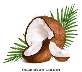 Coconuts with leaves. Vector illustration.