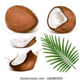 Coconuts with leaves. Vector illustration.