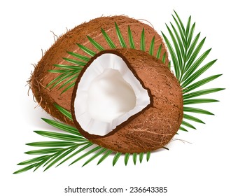 Coconuts with leaves. Vector illustration.