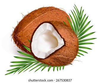 Cocos con hojas. Ilustración vectorial.