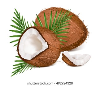 Coconuts with leaves. Vector illustration. Fully editable handmade mesh.