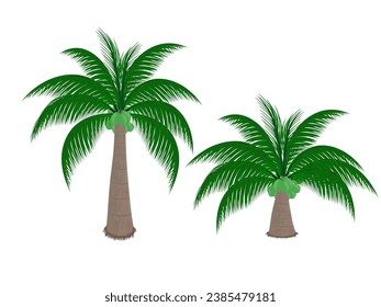 Coconuts on a white background.