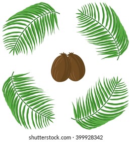 Coconuts and palm leaves