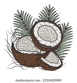 Coconuts with palm leaves, vector art