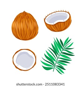 Coconuts with palm leaves. Whole and half cracked broken coco nut. Summer fruits