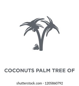 Coconuts palm tree of Brazil icon. Coconuts palm tree of Brazil design concept from Brazilian icons collection. Simple element vector illustration on white background.