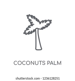 Coconuts palm tree of Brazil linear icon. Modern outline Coconuts palm tree of Brazil logo concept on white background from Culture collection.