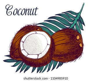 coconuts set, vector, hand drawing, colored, palm leaves, exotic, nut