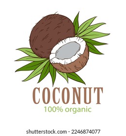 Coconuts and tropical leaves hand drawn sketch vector illustration.