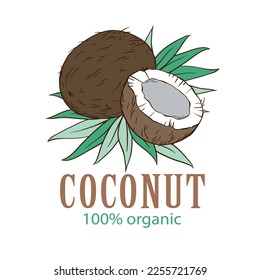 Coconuts and tropical leaves hand drawn sketch vector illustration on white background.