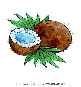 Coconuts y hojas tropicales dibujan a mano el dibujo de la ilustración del vector acuarela sobre fondo blanco.