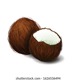 Coconuts Vector illustration on a white background.