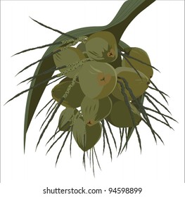 coconuts (vector image)