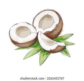 Coconuts watercolor sketch. Fresh cocos nuts and leaves colorful watercolour paint isolated on white background, coconut ingrediants painted drawing, coco color vector illustration